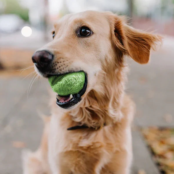 Fun Rolling Dog Ball Toy - HappyKidMart