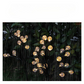 Bright Outdoor Solar Powered Pathway Lights