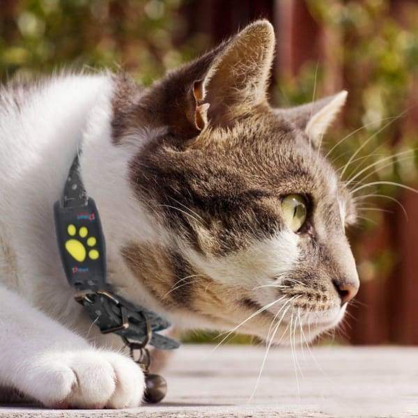 Pet GPS Tracking Collar Device - HappyKidMart