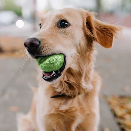Fun Rolling Dog Ball Toy - HappyKidMart