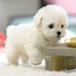 Fun Interactive Puppy Toy for Children